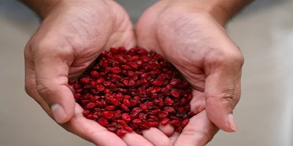 تصویر 3 از خرید و فروش زرشک پفکی مشهد با شرایط فوق العاده